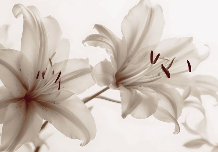Ivory Botanica